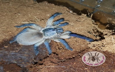 MONOCENTROPUS BALFOURI FEMALE 6-7 CM TARANTULA